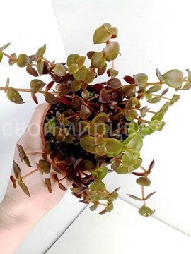 Крассула пеллюцида (Crassula pellucida)